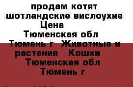 продам котят шотландские вислоухие. › Цена ­ 2 500 - Тюменская обл., Тюмень г. Животные и растения » Кошки   . Тюменская обл.,Тюмень г.